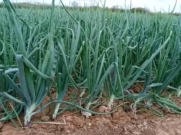 onions