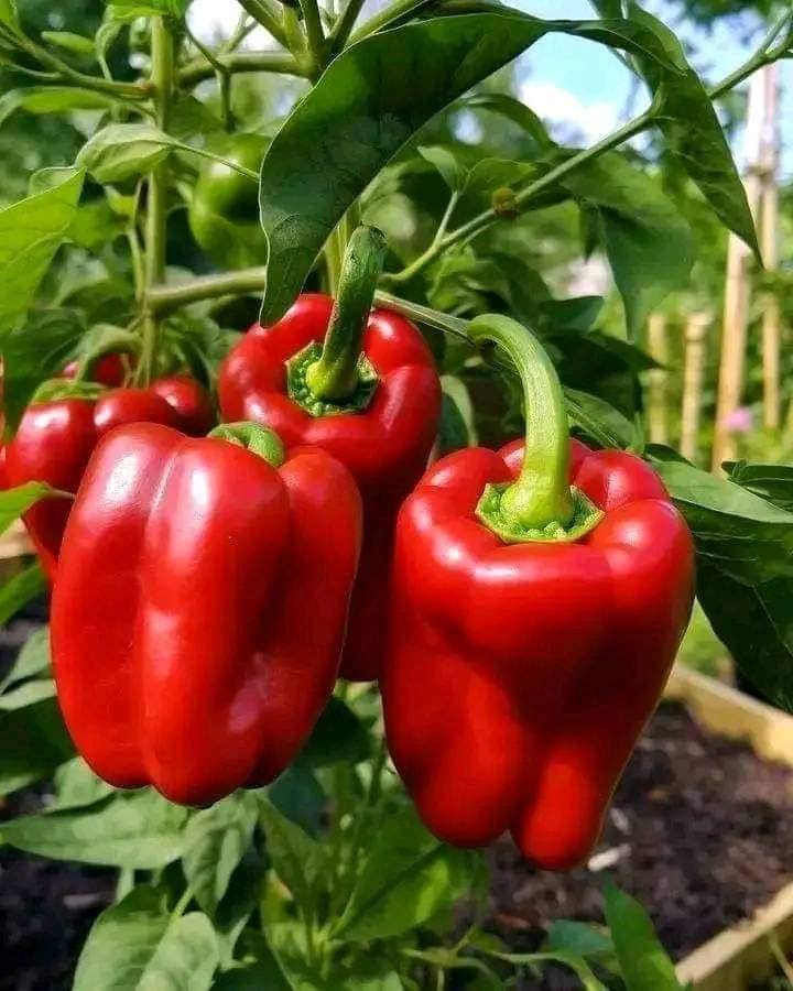 Hoho 2